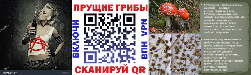 продажа наркотиков Новоалександровск Псилоцибиновые грибы Psilocybe